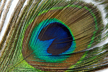 Image showing Feather 1