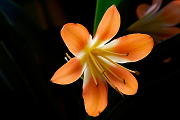 Image showing Clivia plant