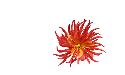 Image showing red dahlia flower