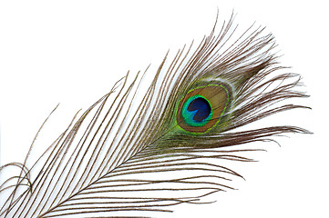 Image showing Feather 2