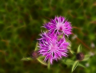 Image showing Pink Fractal  flower