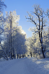 Image showing Snow path