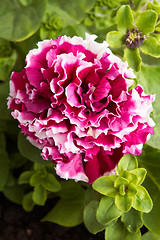 Image showing Red petunia flower