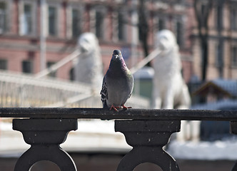 Image showing Pigeon at the bridge