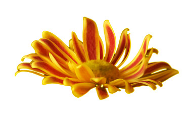 Image showing Yellow and red flower isolatel on white