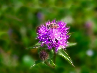 Image showing Fractal bee at flower