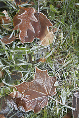 Image showing Hoar-frost on a fallen leaf and green grass