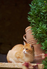 Image showing Lazy red and white cat