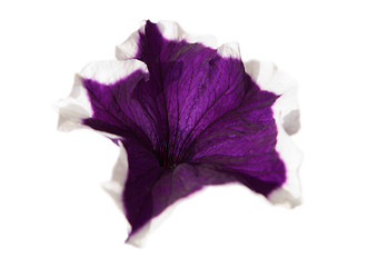 Image showing Petunia violet flower isolated