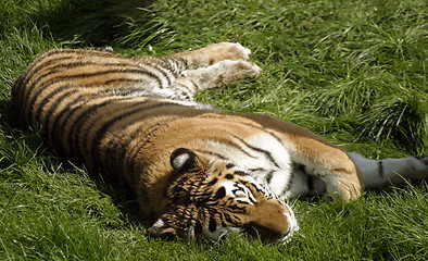 Image showing Sleeping Tiger