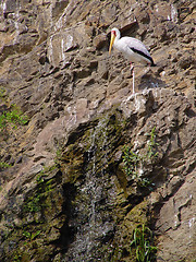 Image showing storks at the rock near waterfall