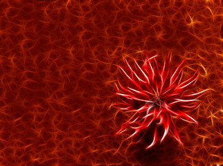 Image showing abstract red flower at crimson background