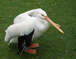 Image showing Pelican portrait