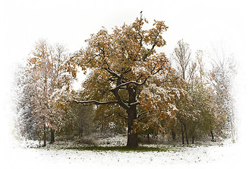 Image showing Alone crowat the oak