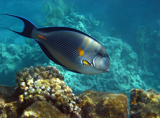 Image showing Sohal Surgeonfish over reef, Egypt.