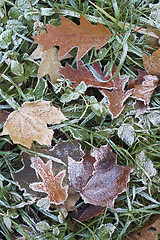 Image showing Hoar-frost on a fallen leaf and green grass