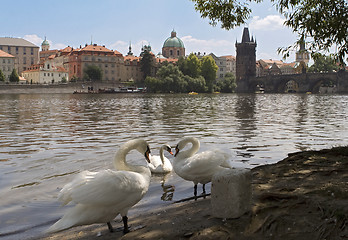 Image showing Swans on the river Vltava, Prague, near the Charles bridge