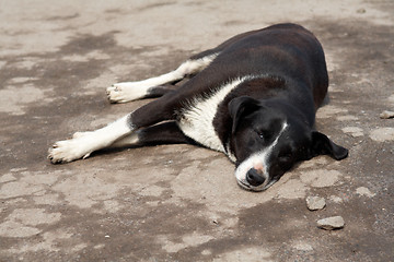 Image showing lazy dog