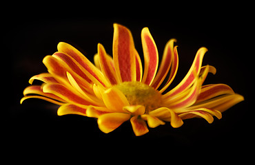 Image showing Yellow and red flower isolatel on black