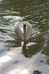 Image showing White birg at green water