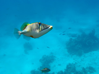 Image showing Red sea Picasso triggerfish