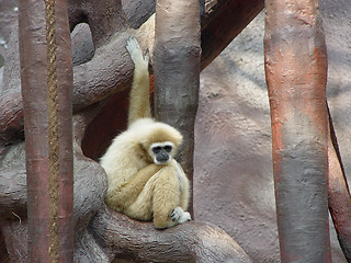 Image showing Alone monkey