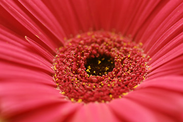 Image showing Red Gerbera