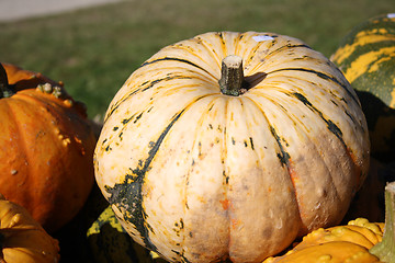 Image showing Fresh pumpkins