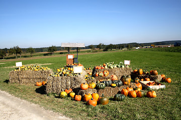 Image showing Pumpkins