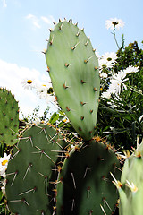 Image showing Cactus