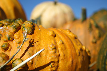 Image showing Pumpkin season
