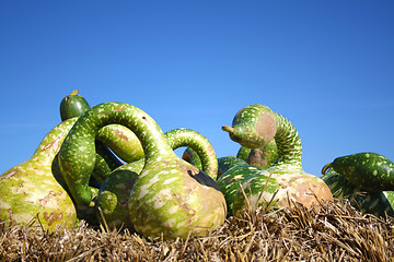 Image showing Green pumpkins