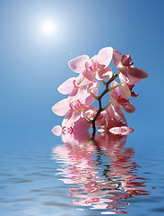 Image showing Orchid in the water