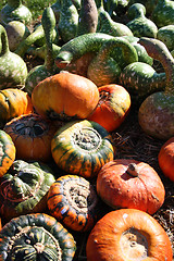 Image showing Fresh pumpkins