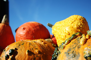 Image showing Large healthy pumpkins