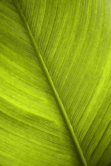 Image showing green leaf