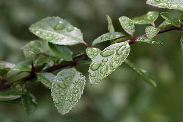 Image showing Wet Leaves