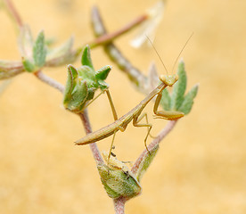 Image showing Tiny mantis