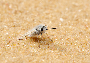 Image showing Downy fly