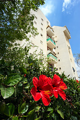 Image showing Flowering hollyhock