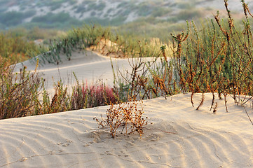 Image showing The sand
