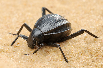 Image showing Darkling beetle on the sand