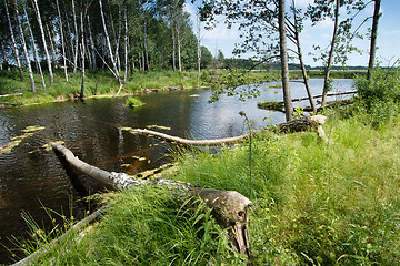 Image showing Lake in the forest