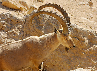 Image showing Mountain goat