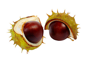 Image showing Half horse chestnut
