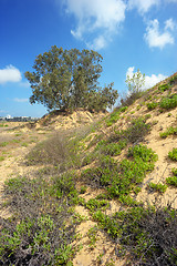 Image showing Lonely tree among the sand