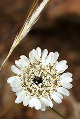 Image showing Flower of Izrael.