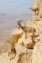 Image showing Mountain goats in the Makhtesh Ramon