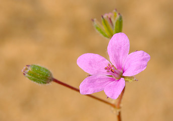 Image showing Flower of Izrael.