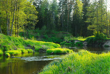 Image showing River in the forest